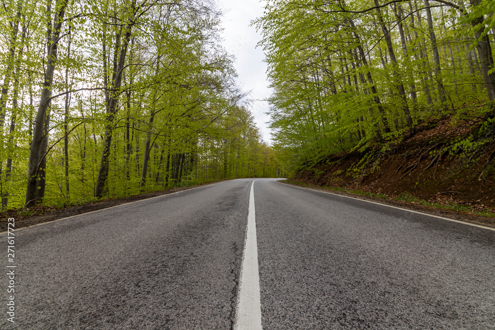 Fototapeta premium Tunel drzew nad drogą w lesie
