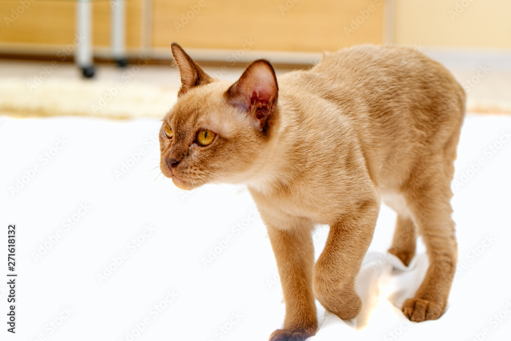 Burmese cat kitty color chocolate, is a breed of domestic cat, originating in Thailand, believed to have its roots near the present Thai-Burma.