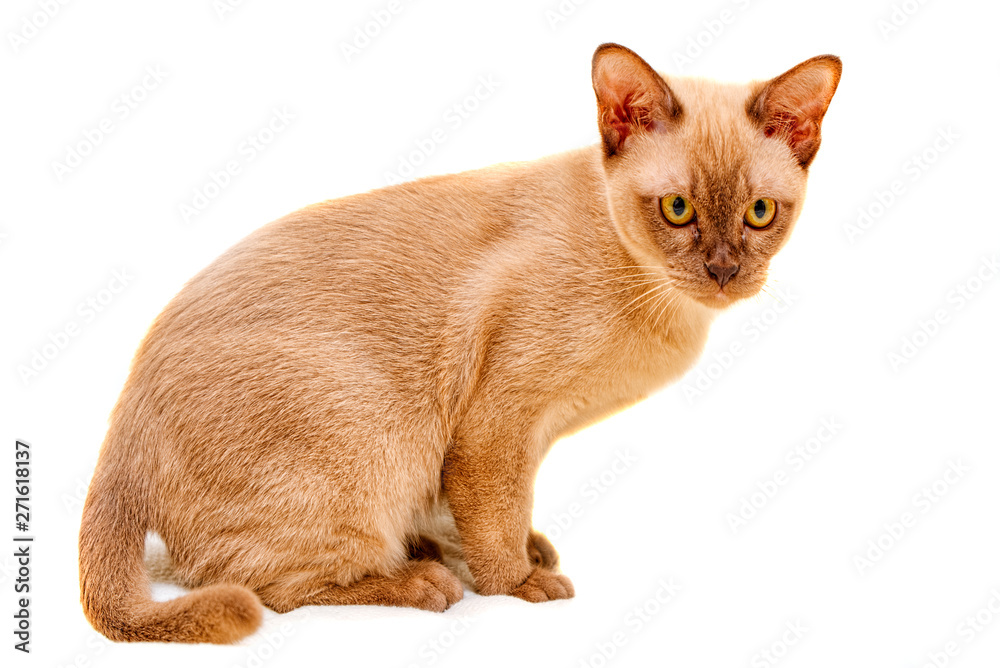 Burmese cat kitty color chocolate, is a breed of domestic cat, originating in Thailand, believed to have its roots near the present Thai-Burma.