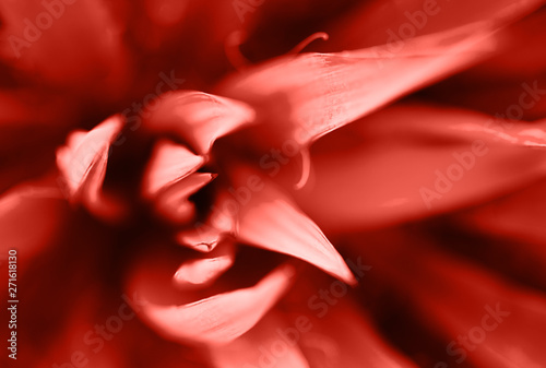 Macro photo of agave leaves colored in color of year 2019 Living Coral