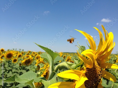 Sunflower  with golden petals. A bee sitting on a flower and collecting nectar. Green leaves as a background.