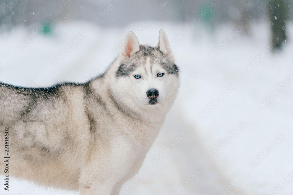 Syberian husky. Beautiful puppy in winter. Fluffy dog outdoor. Friendly pet