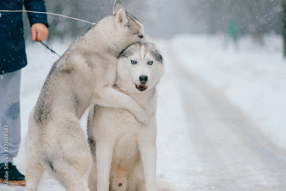 Syberian husky couple in winter. Beautiful puppies. Lovely dogs. Friendly pet.
