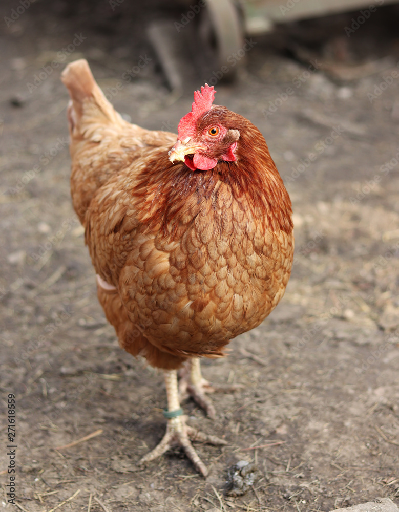 Cute domestic hen seen posing for the camera in this close-up image of one of a pair of free-range chickens kept for there eggs. Gallus gallus domesticus in czech farms