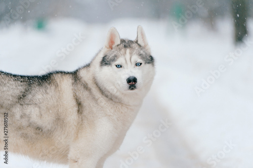 Syberian husky. Beautiful puppy in winter. Fluffy dog outdoor. Friendly pet © benevolente