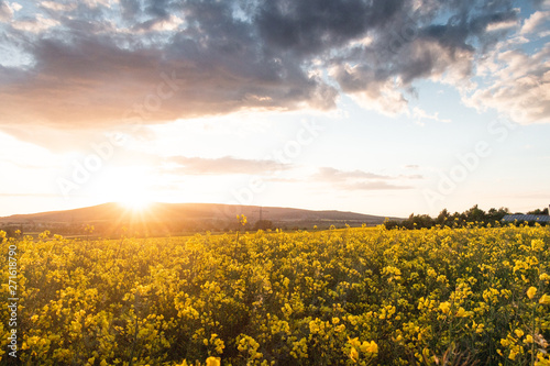 Feld bei Sonnenuntergang