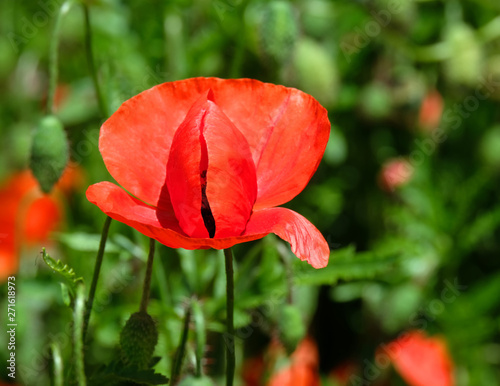 Mohn photo