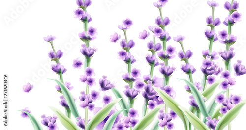 Lavender Vector watercolor card backgrounds. Summer floral bouquets