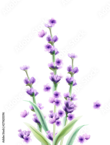 Lavender Vector watercolor card isolated Summer floral bouquets