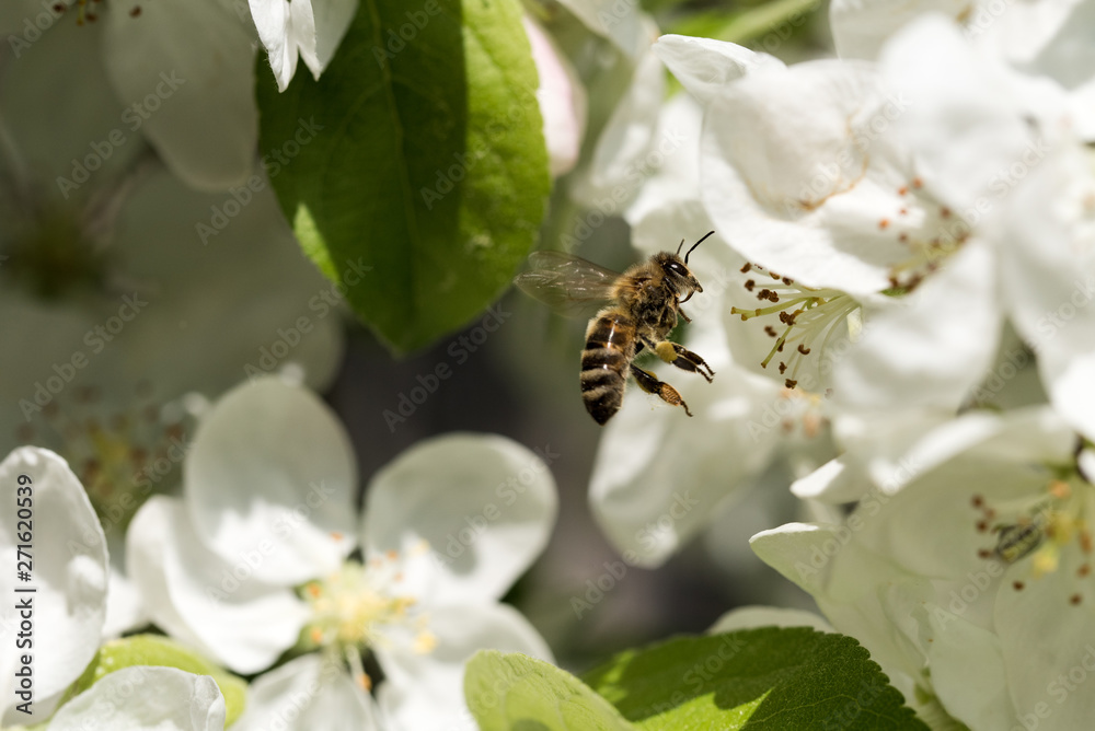 Fototapeta premium Bienen