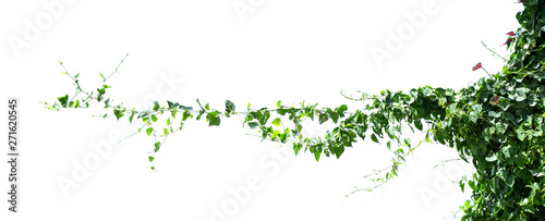 Fotografia ivy plant isolate on white background