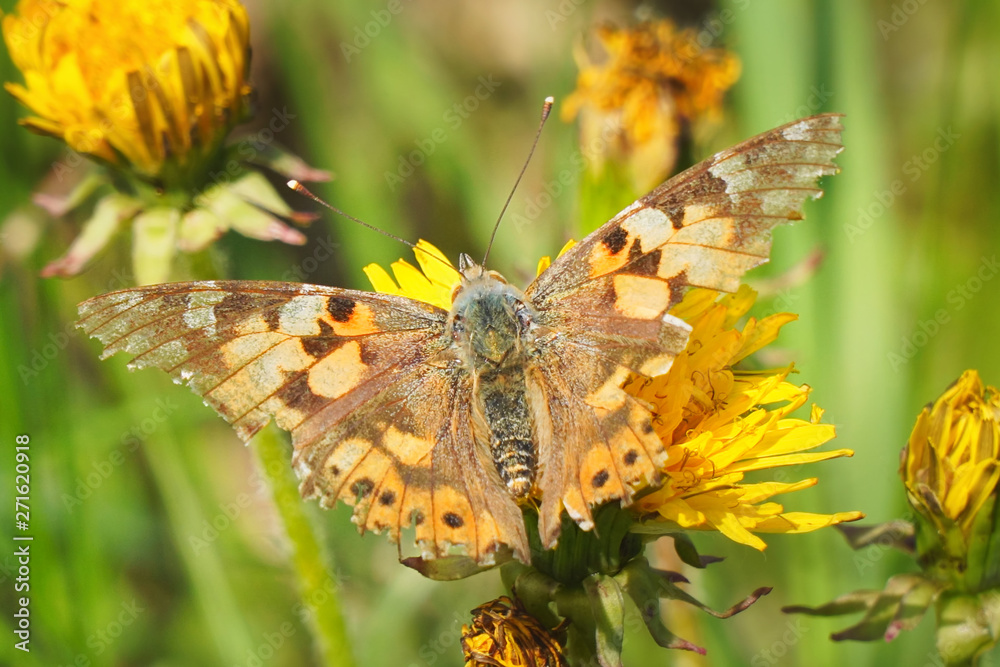 Fototapeta premium Butterfly burdock on a yellow dandelion flower