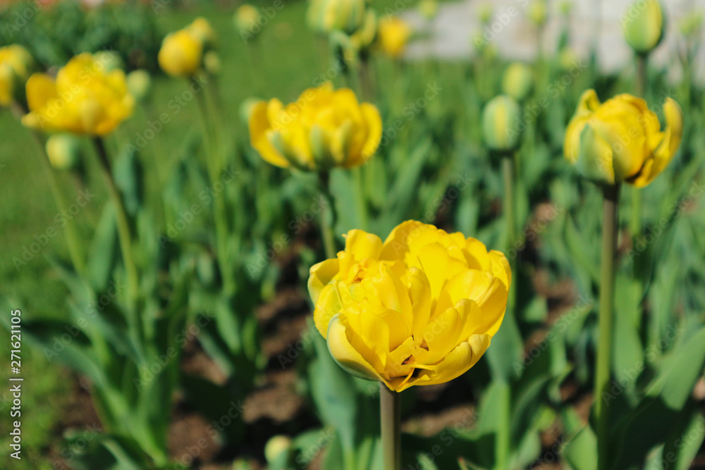beautiful bright yellow spring tulips closeup