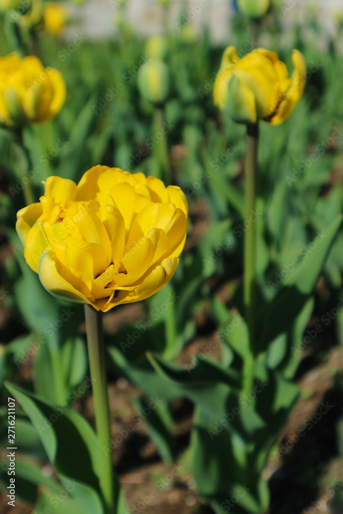 beautiful bright yellow spring tulips closeup