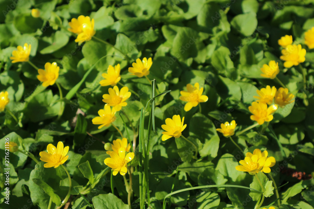 field of small yellow flowers