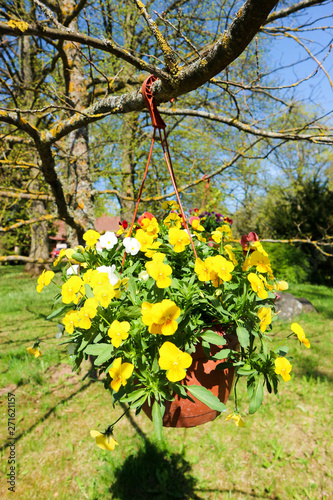 Beautiful colorful pansies in a pot in the garden hanging on a tree