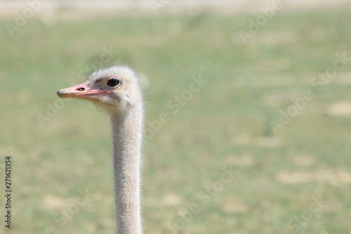 Head ostrich on a background of meadows in a Safari Park in France.