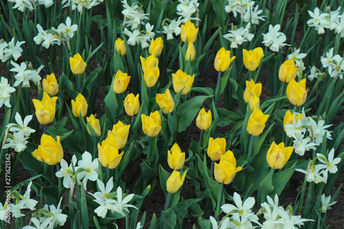 field of bright yellow tulips surrounded by white narcissus