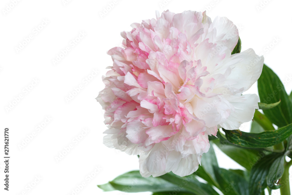 Delicate flower of white-pink peony isolated on white background.