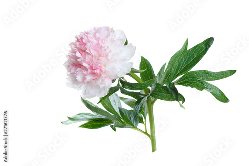 Delicate flower of white-pink peony isolated on white background.