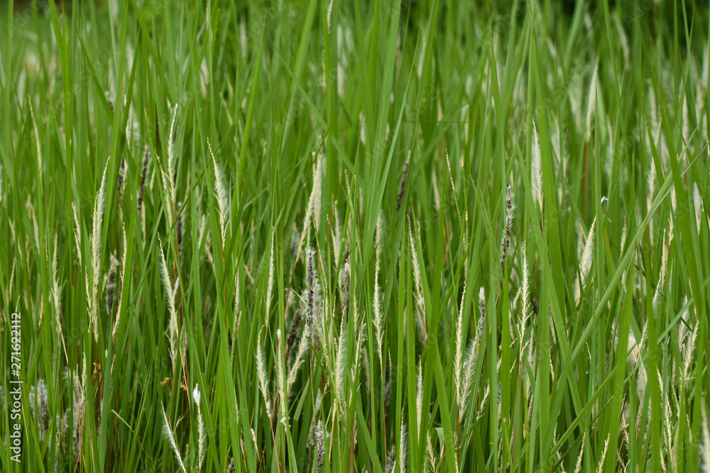 Natural Green Grassland Field Close-up Frame, South Africa Natural Green Grassland Field Close-up Frame, South Africa