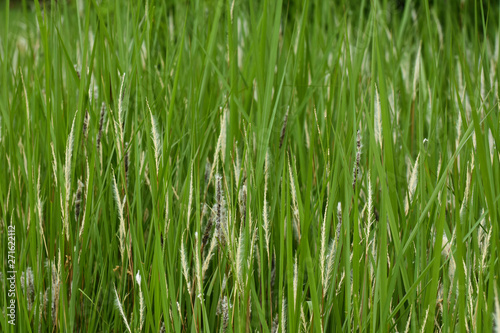 Natural Green Grassland Field Close-up Frame, South Africa