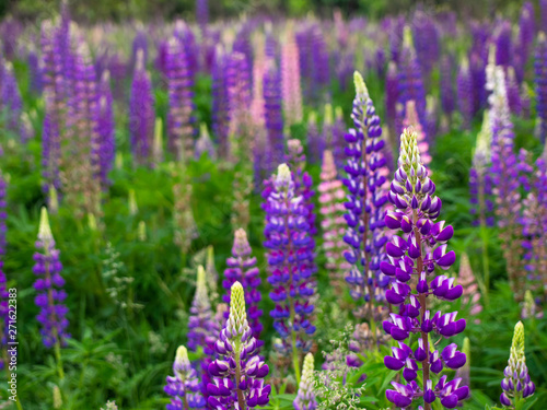 Beautiful purple flowers of lupine bloom on a summer meadow.