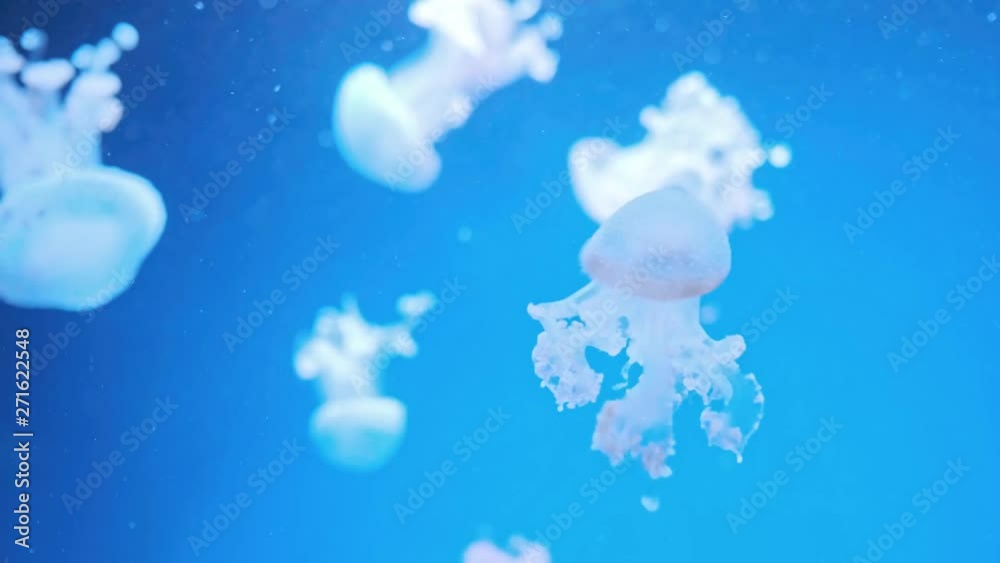 Wonderful Closeup Of Blue Glowing White-Spotted Jellyfish - Phyllorhiza punctata. Australian stotted jellifish