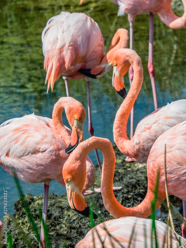 Group of Beautiful Greater Galapagos Flamingos seen on the Isabela Island, Galapagos Island, Ecuador