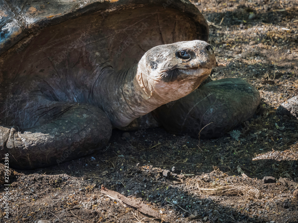 Close up of a beautiful Giant Tortoise in the highland of Santa Cruz Island, Galapagos Islands, Ecuador