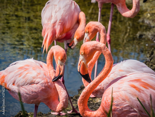 Obraz na płótnie Group of Beautiful Greater Galapagos Flamingos seen on the Isabela Island, Galapagos Island, Ecuador w salonie
