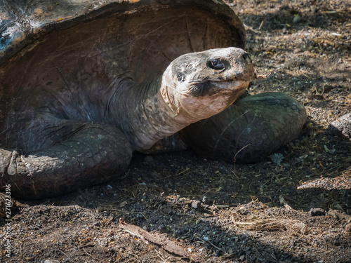 Obraz na płótnie Close up of a beautiful Giant Tortoise in the highland of Santa Cruz Island, Galapagos Islands, Ecuador w salonie