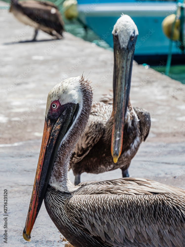 Two beautiful Brown Pelicans spotted near Santa Cruz Island, Galapagos Islands, Ecuador