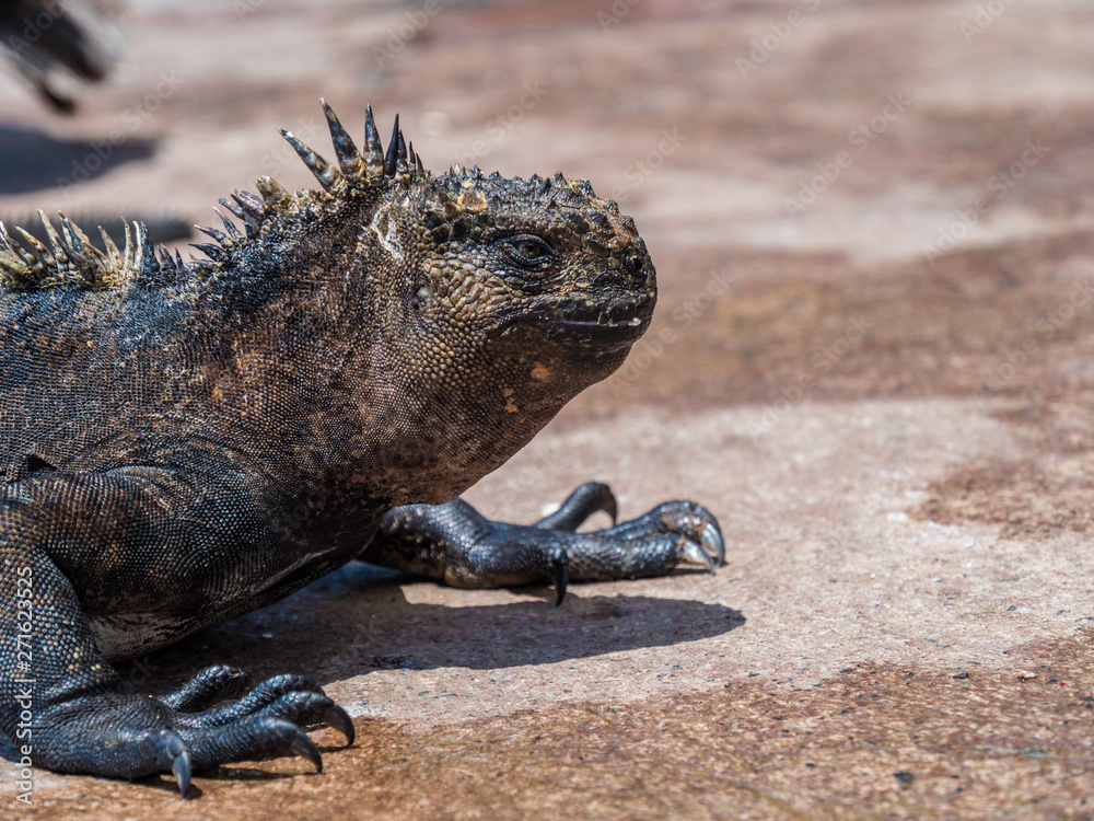 A close up of a marine iguana sunbathing near Galapagos Islands, Ecuador