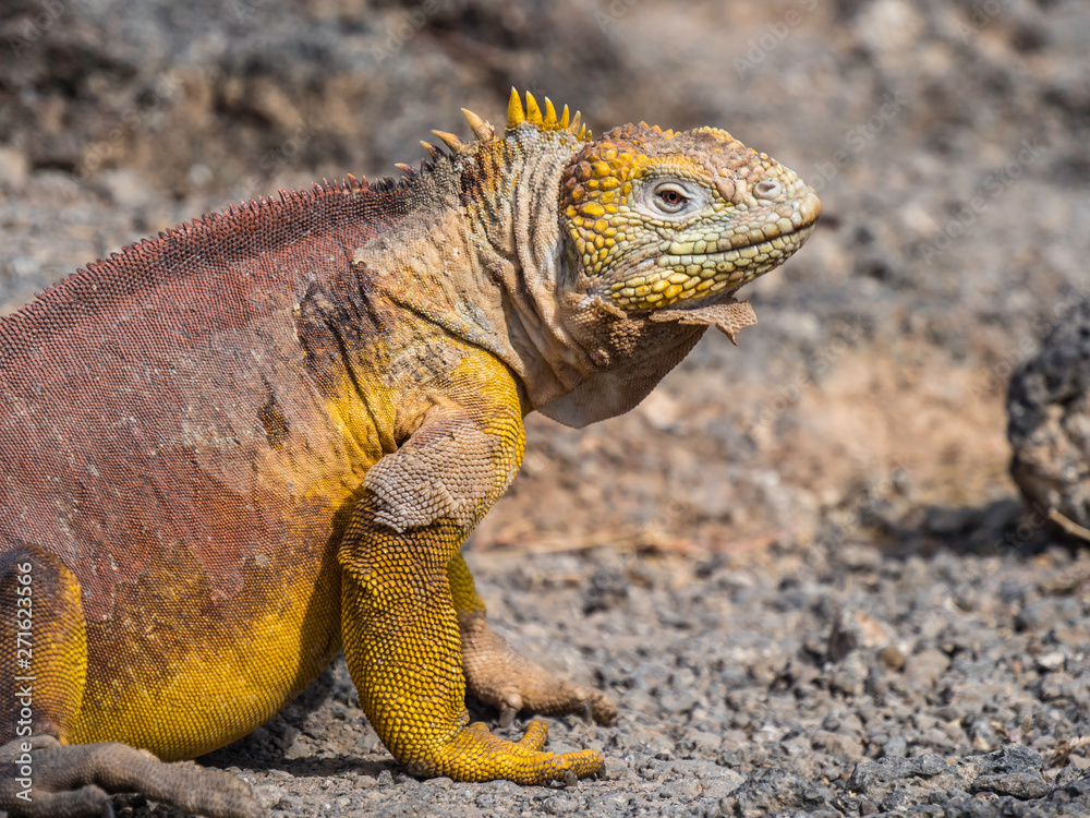 A Beautiful male land iguana spotted in Galapagos Islands, Ecuador