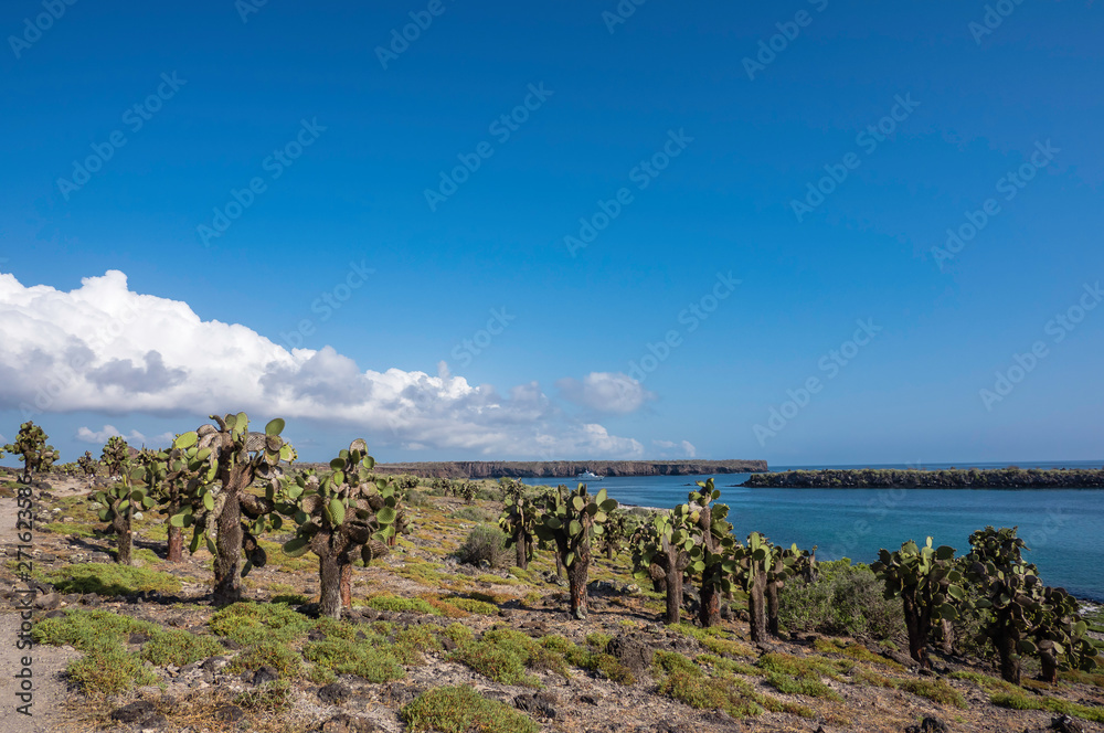 Beautiful scenery with Giant Prickly Pear Cactus on South Plaza Island, Galapagos, Ecuador