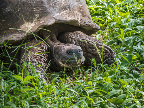 Obraz na płótnie Close up of a beautiful Giant Tortoise in the highland of Santa Cruz Island, Galapagos Islands, Ecuador w salonie