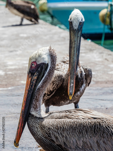 Obraz na płótnie Two beautiful Brown Pelicans spotted near Santa Cruz Island, Galapagos Islands, Ecuador w salonie