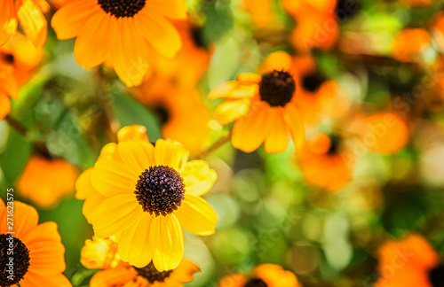 Bright and sunny Echinacea blooming flowers