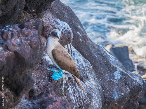 Obraz na płótnie Beautiful Blue-footed Booby resting on shore near Isabela Island, Galapagos Islands, Ecuador w salonie