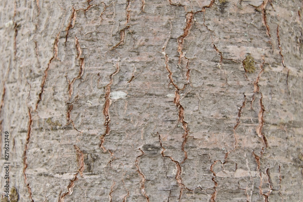 real tree bark texture in forest real tree bark texture in forest