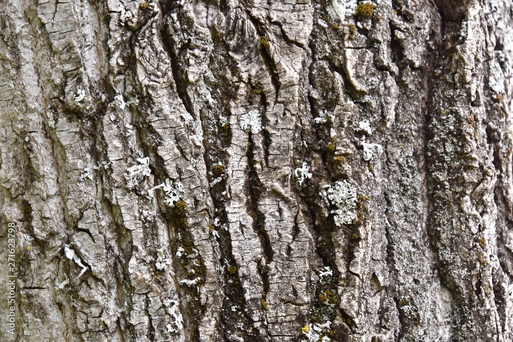 Obraz premium real tree bark texture in forest