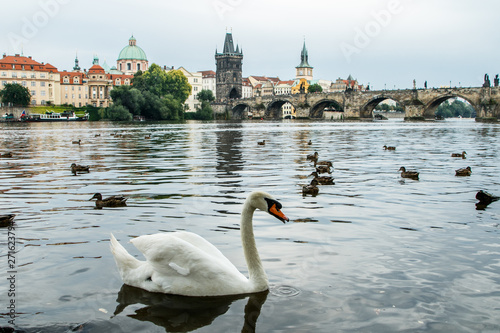 Cisnes y patos en Karluv Most