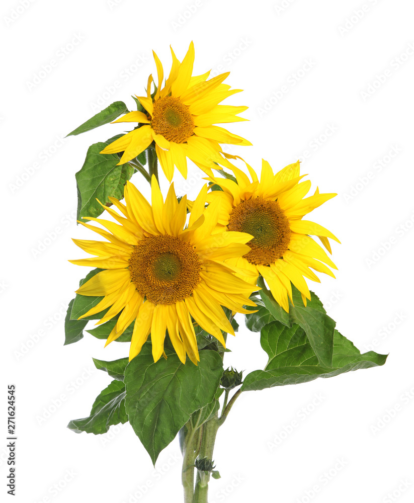 Obraz premium Tournesol 
