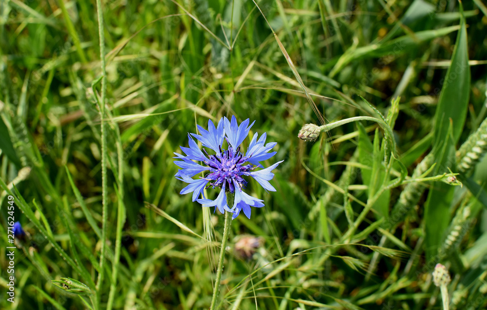 Beautiful meadow field with wild flowers. Closeup. Beautiful meadow field with wild flowers. Closeup.
