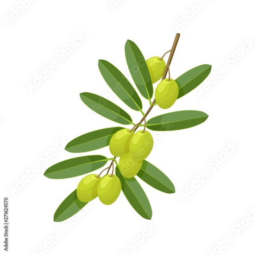 Green olive branch on white background