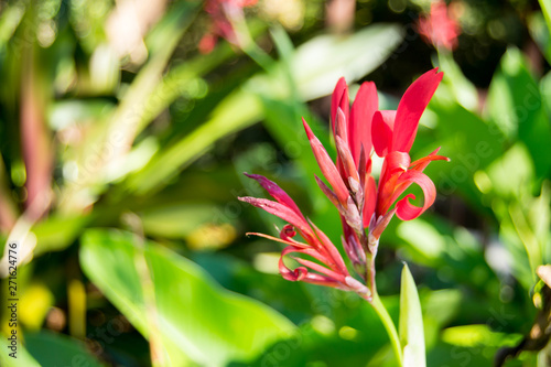 Canna of the indies flower