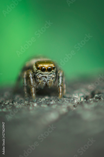 Beautiful Jumping Spider on a green background. Selective focus