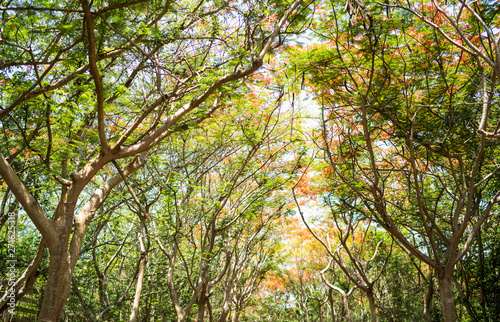 Flam-boyant on wayside