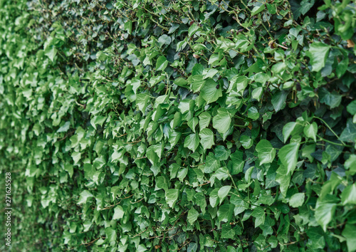 Wallpaper Mural Texture of green vine leaf. Vine leaf texture background Torontodigital.ca